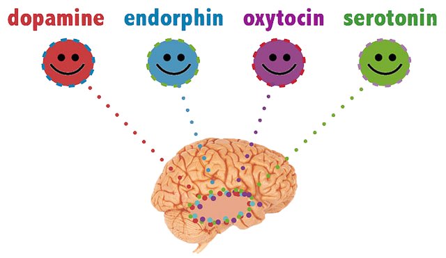 4 happy chemicals in the brain