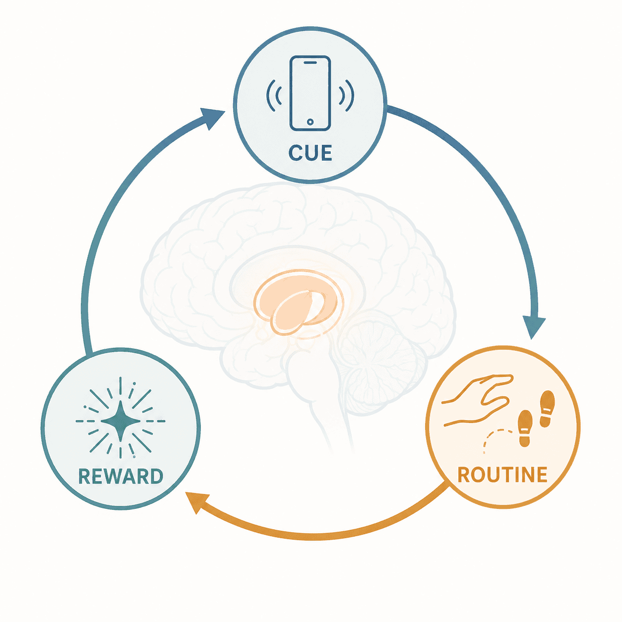 neuropsychology - habits