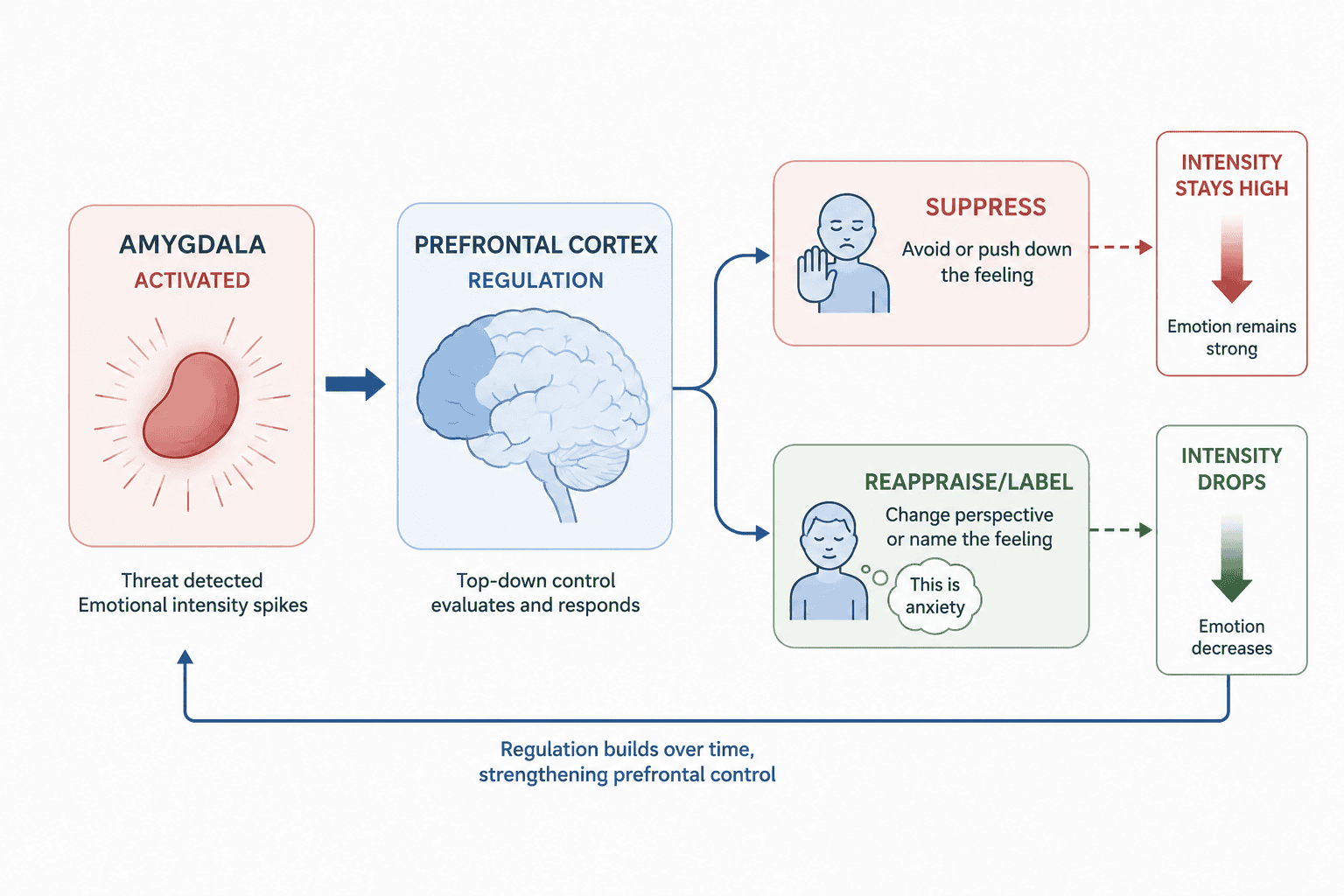 neuropsychology - emotion regulation mood